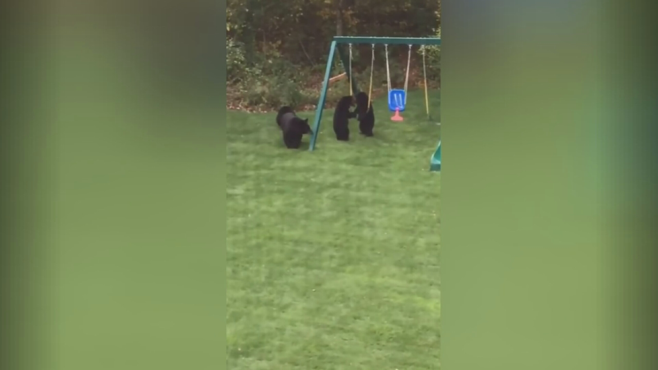 Bears take over Connecticut backyard