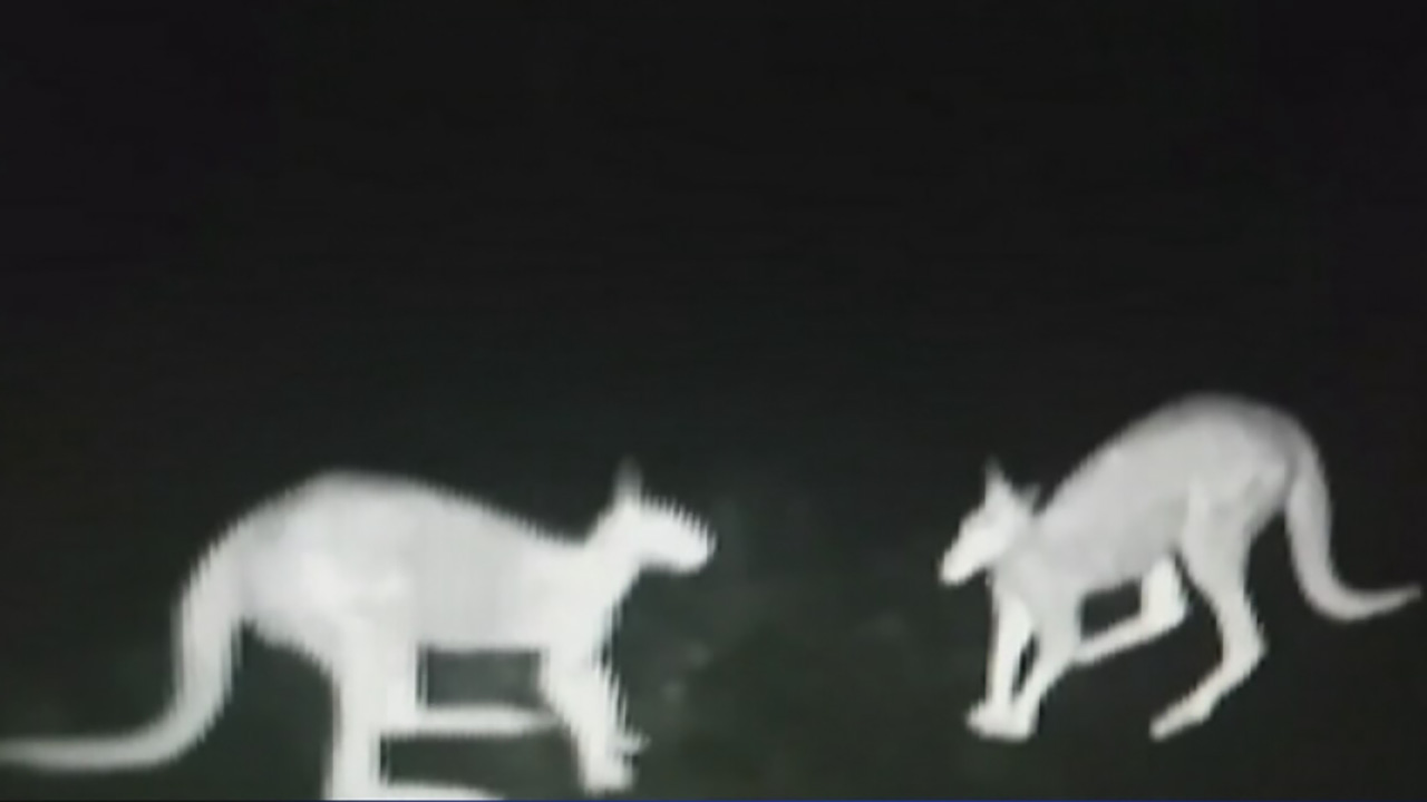 VIDEO: Kangaroo 'fight club' caught on camera - ABC7 New York