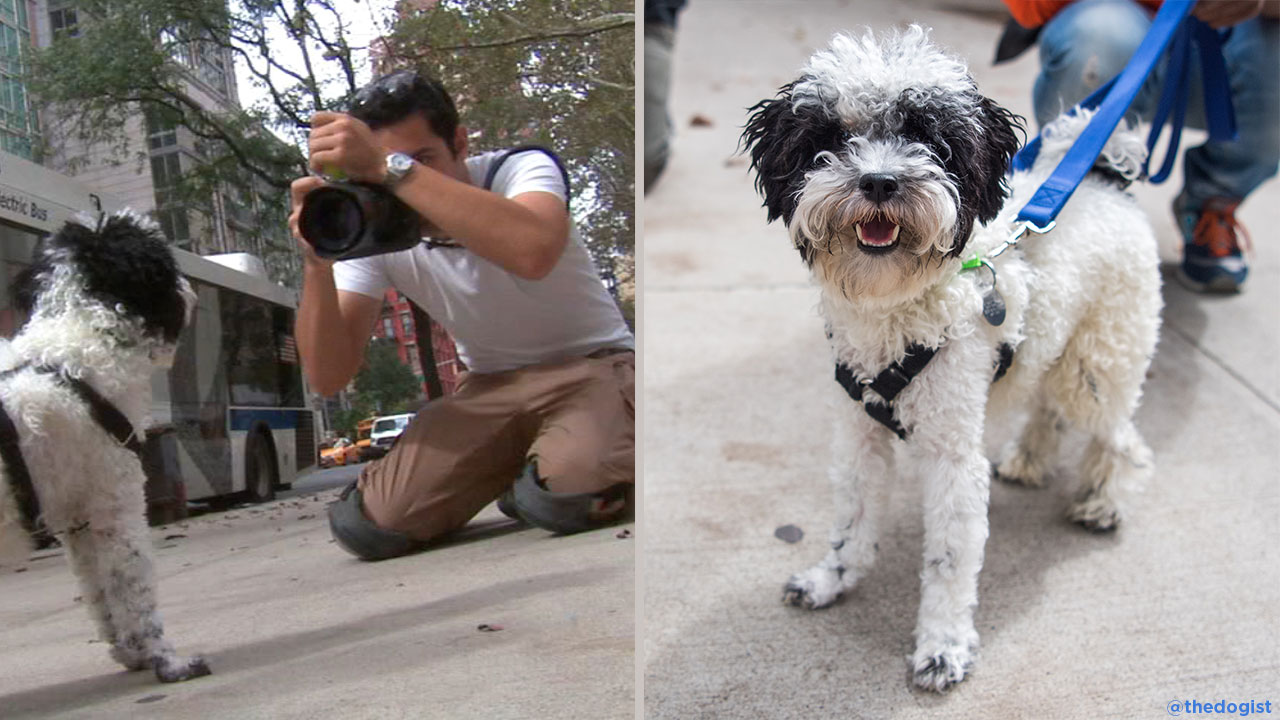 Catch up with the dogist