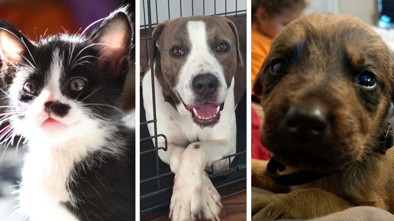 Models to walk to the runway with adoptable pets