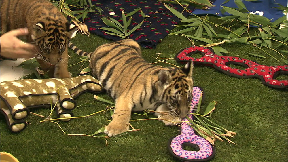 Wildlife officials conduct largest animal-smuggling crackdown in LA history