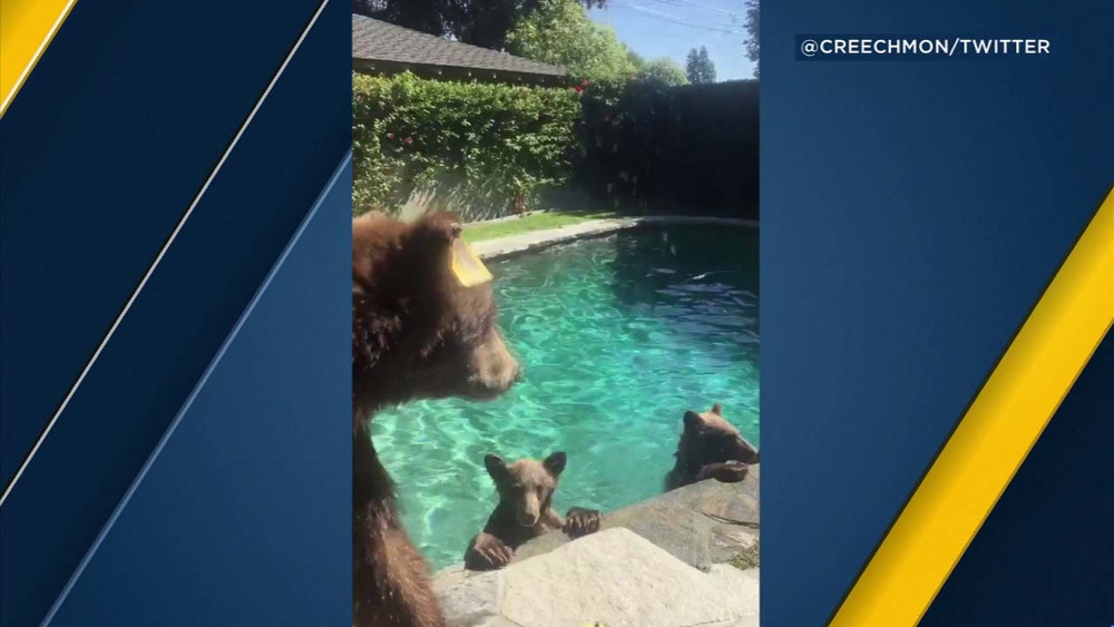 VIDEO: Mama bear, cubs take dip in Monrovia pool