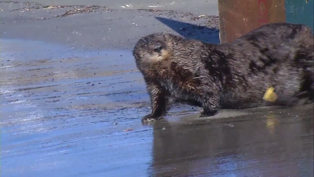 Marine Mammal Center releases rehabilitated sea otter