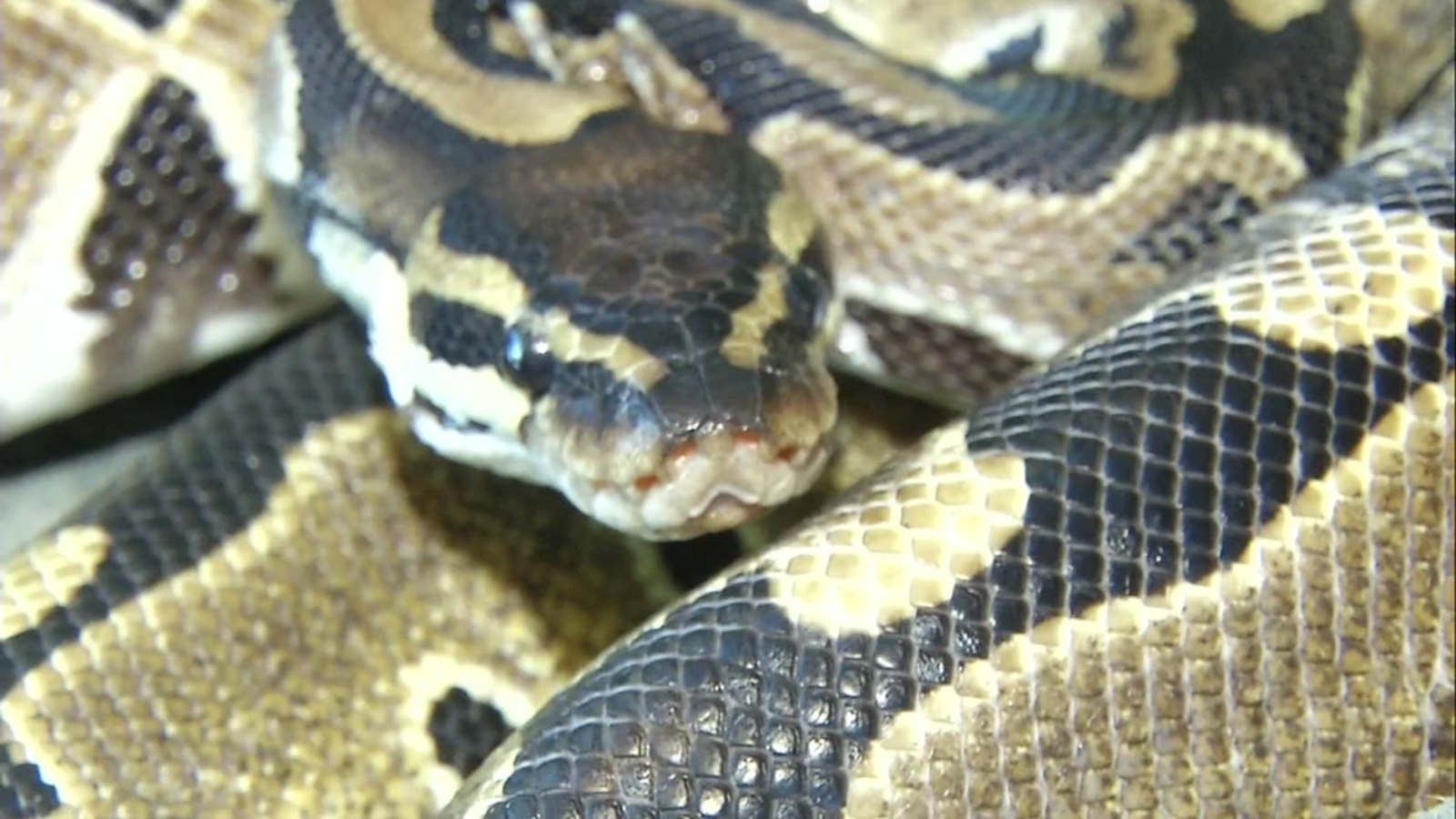 Ball Python found on VTA bus in Palo Alto now up for adoption ABC7