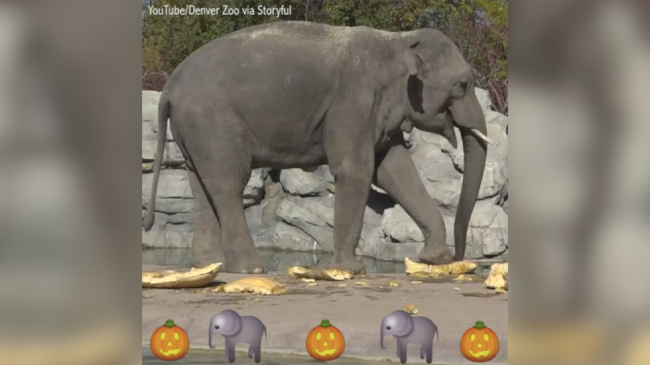 VIDEO: Elephants smash pumpkins