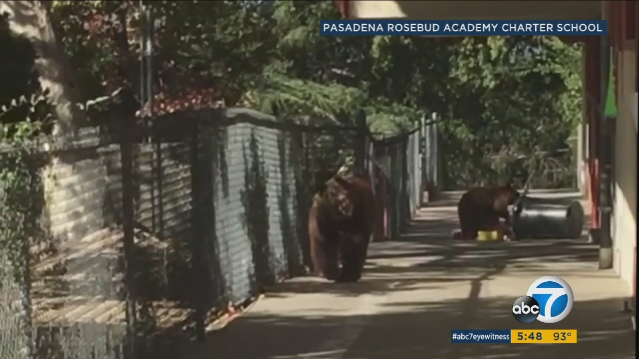 Bear family makes surprise visit at Altadena school