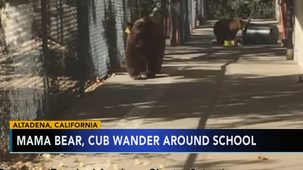 Mama bear, cub wander around school
