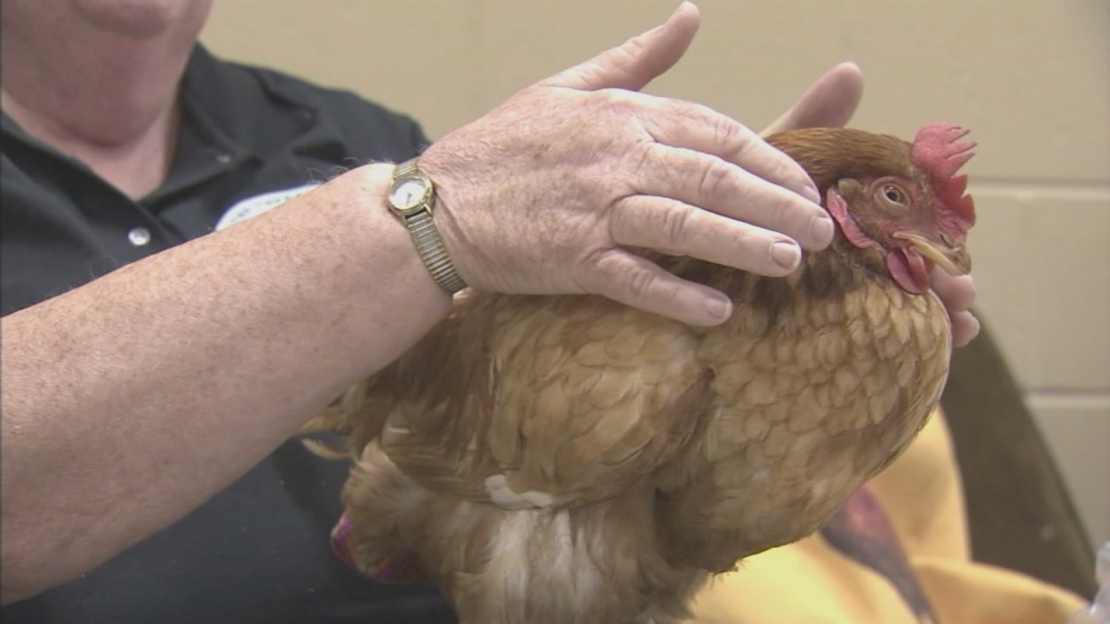 Rosebud the therapy chicken soothes adults in South Jersey 6abc