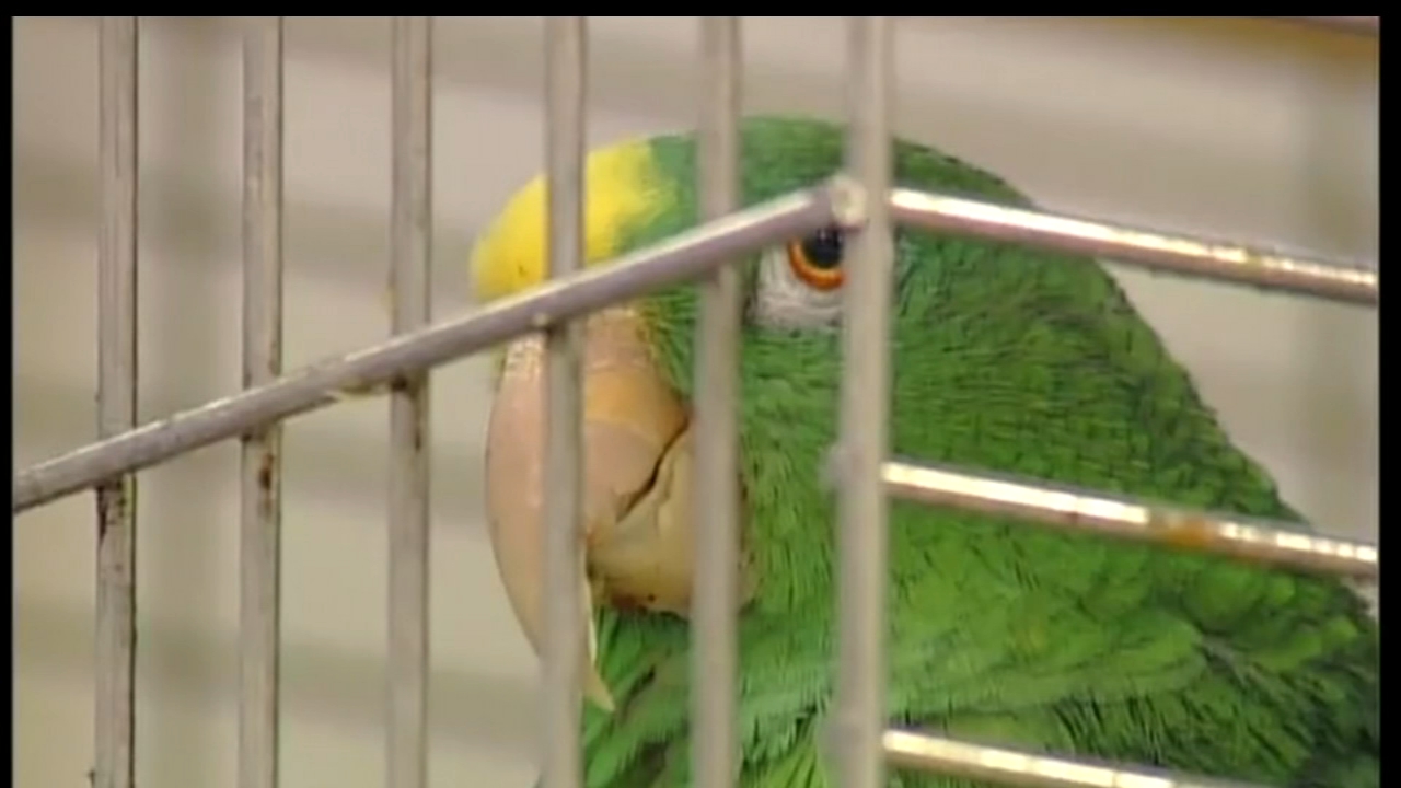 Store parrot retires