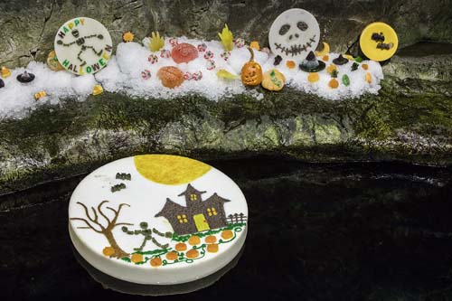 Sea otters and penguins feasted on pumpkin and holiday-themed enrichment treats at Chicago's Shedd Aquarium.