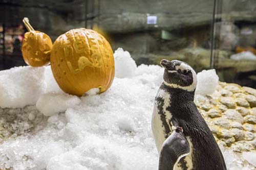 Sea otters and penguins feasted on pumpkin and holiday-themed enrichment treats at Chicago's Shedd Aquarium.