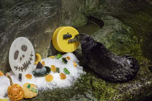 Sea otters and penguins feasted on pumpkin and holiday-themed enrichment treats at Chicago's Shedd Aquarium.