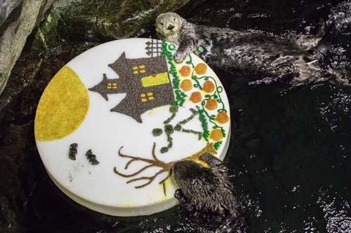 Sea otters and penguins feasted on pumpkin and holiday-themed enrichment treats at Chicago's Shedd Aquarium.