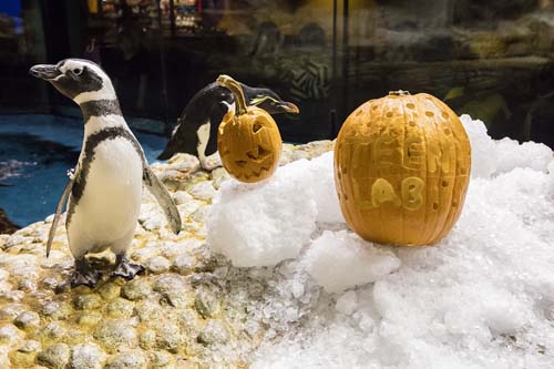 Sea otters and penguins feasted on pumpkin and holiday-themed enrichment treats at Chicago's Shedd Aquarium.