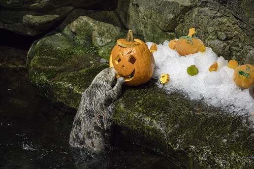 Sea otters and penguins feasted on pumpkin and holiday-themed enrichment treats at Chicago's Shedd Aquarium.