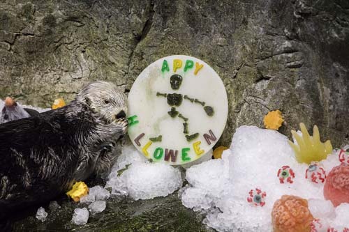 Sea otters and penguins feasted on pumpkin and holiday-themed enrichment treats at Chicago's Shedd Aquarium.