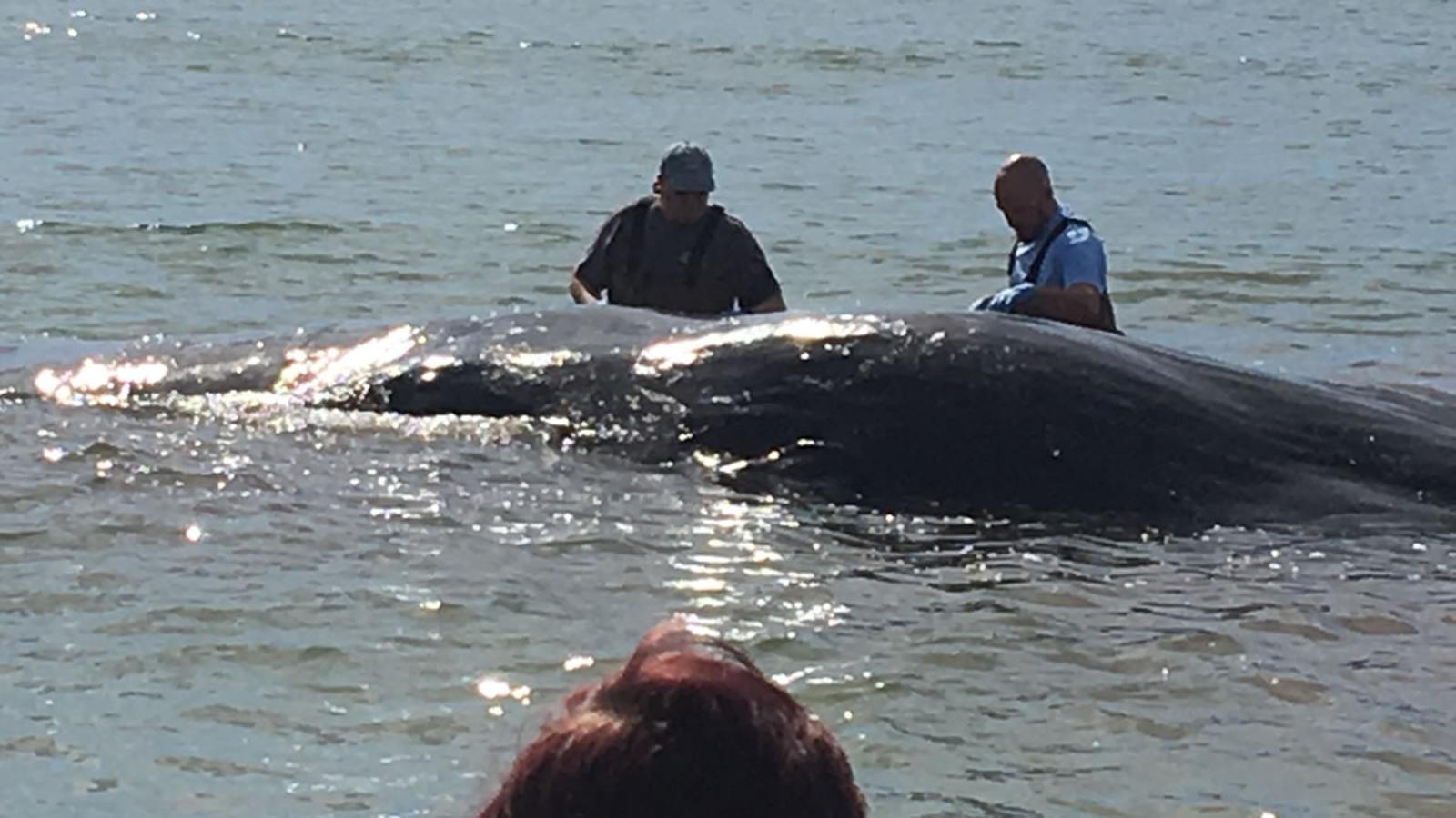 Whale euthanized after getting stranded on Oak Island beach ABC11