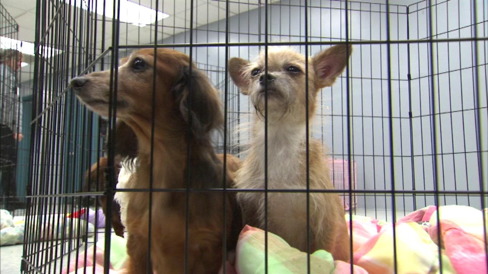 47 dogs rescued from illegal breeding operation in unincorporated