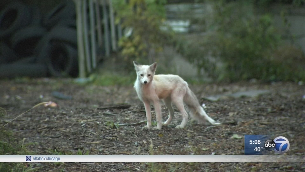 Mysterious baby fox eludes animal control on Chicago's West Side