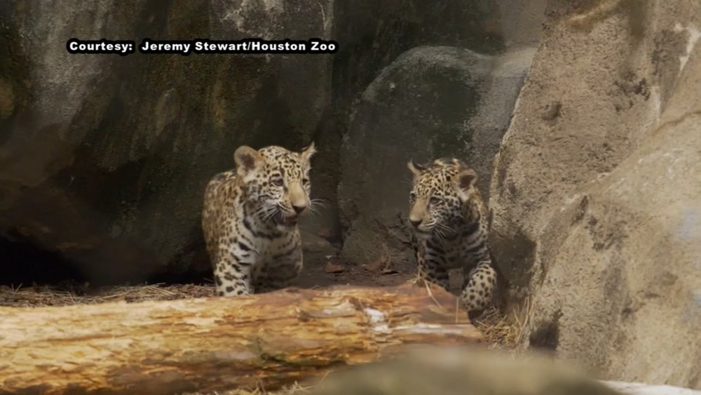 The Houston Zoo welcomes two baby Jaguars