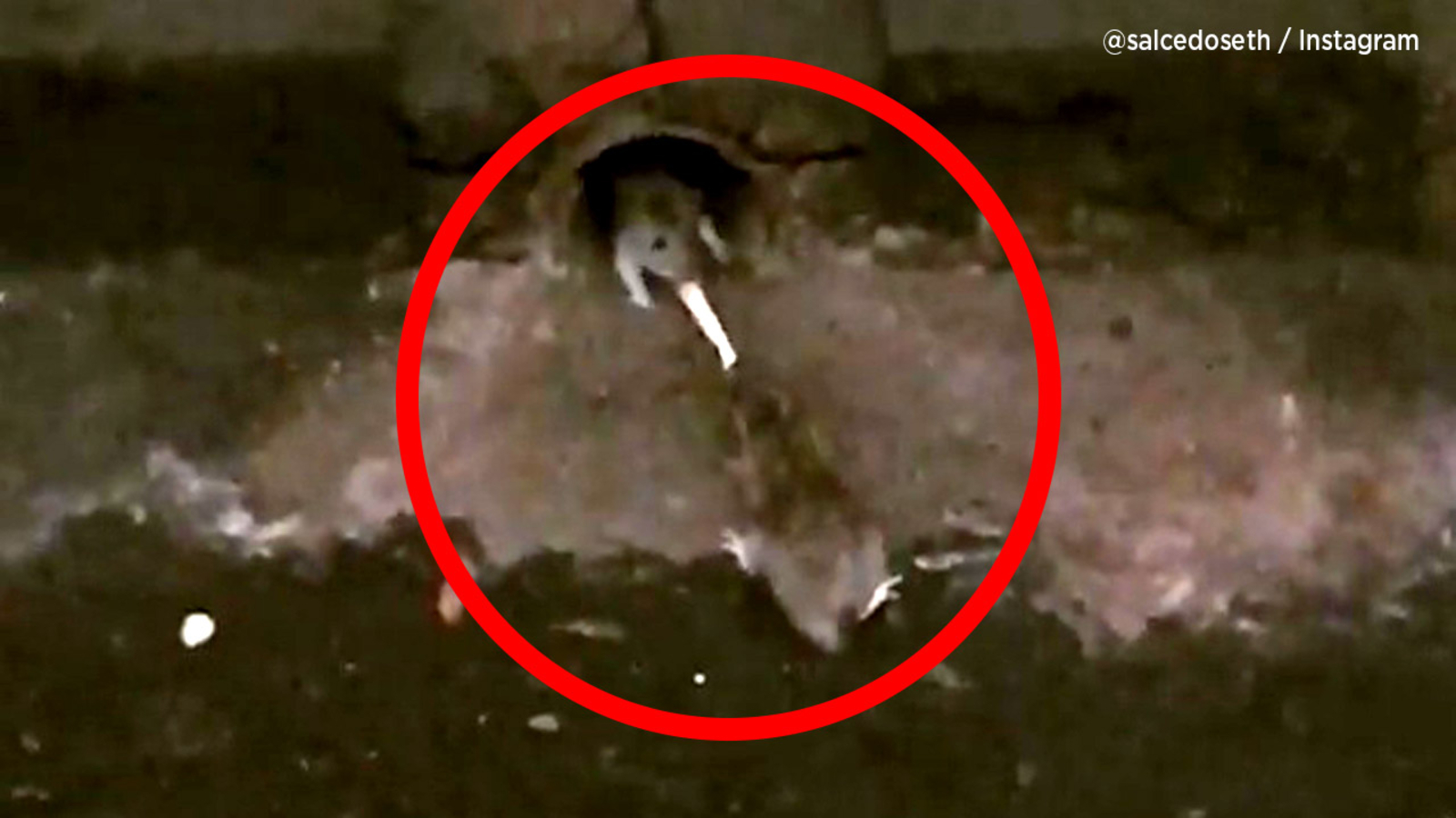 Video 2 rats battle over French fry in NYC subway station ABC7 Los