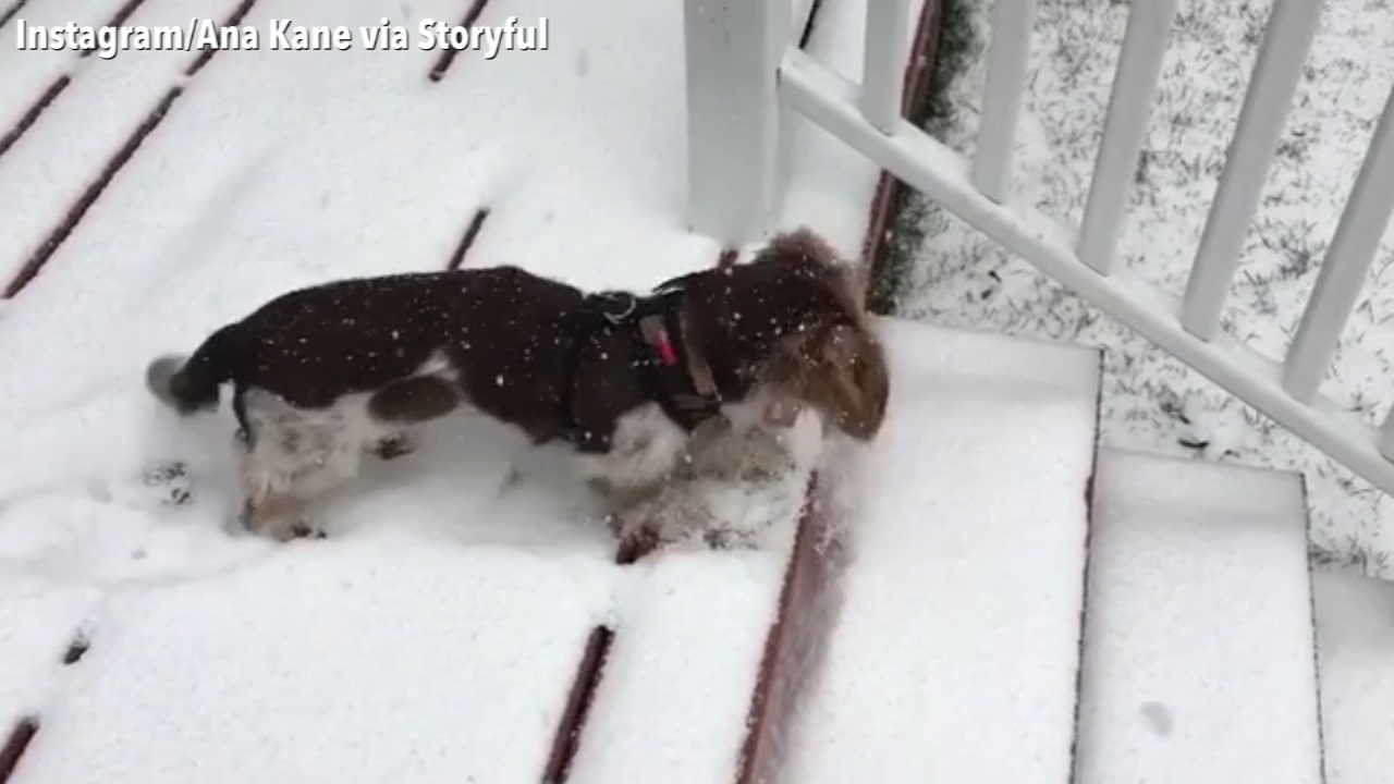 Chicago puppy enjoys his first snow