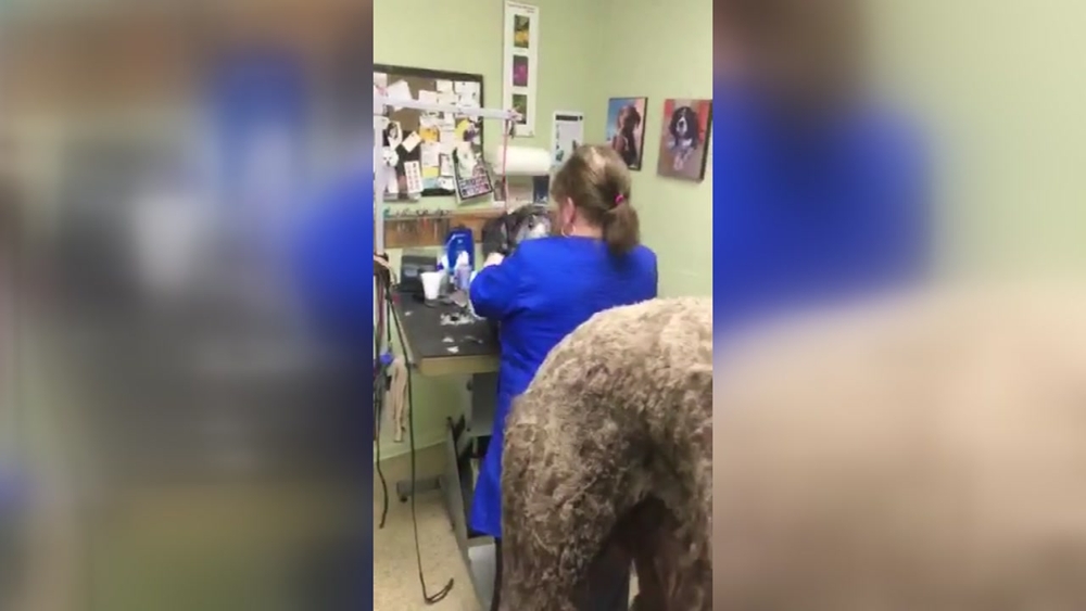 Dog groomer under fire after video of alleged abuse
