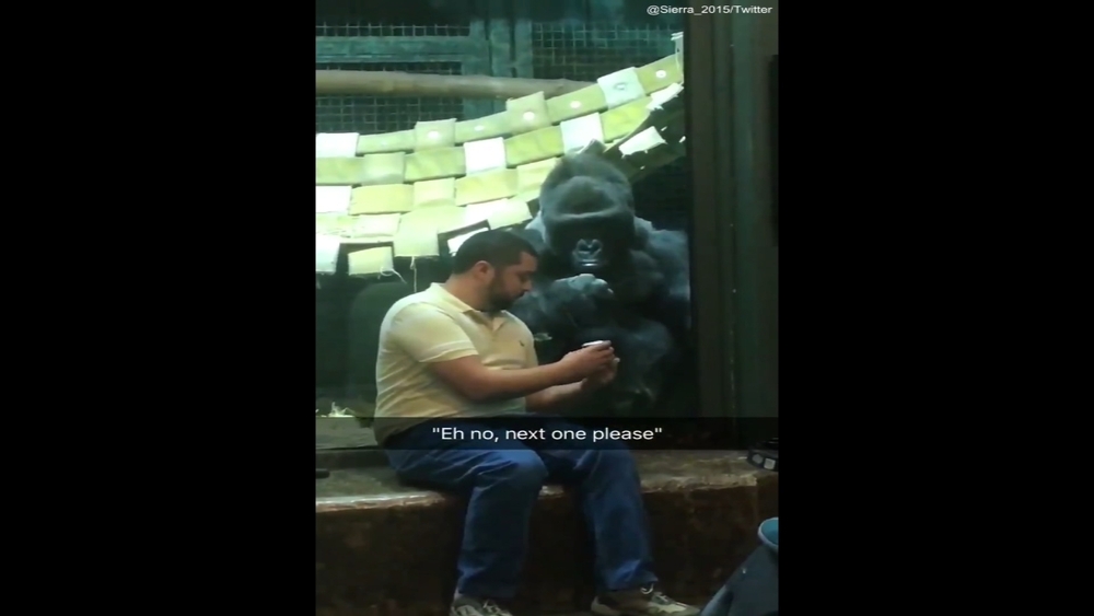 Gorilla at Louisville Zoo wants man to swipe right on his photos