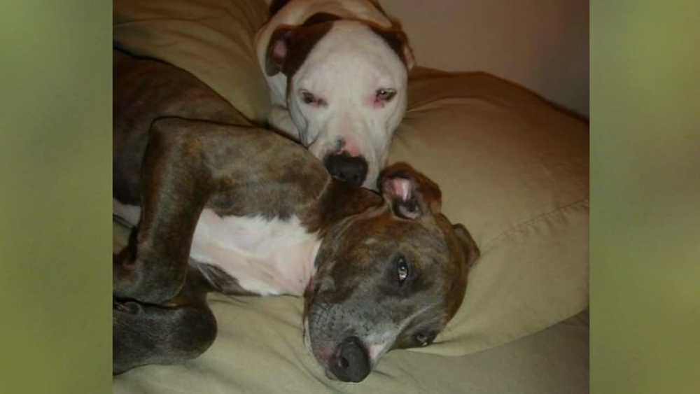 Missing dog reunited with family after 6 years