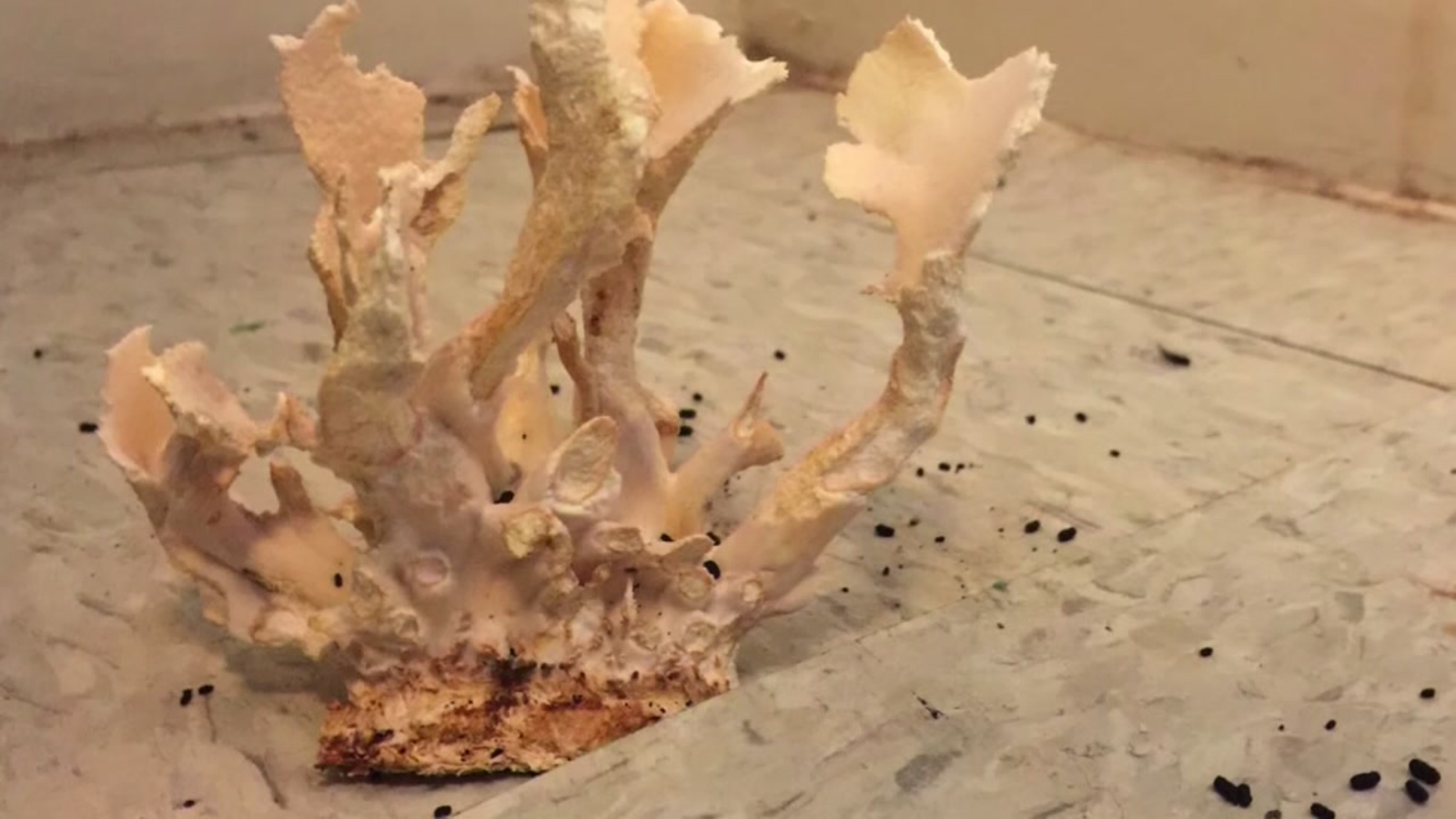 Mushrooms Growing In Basement Household mold & mushroom eHow UK