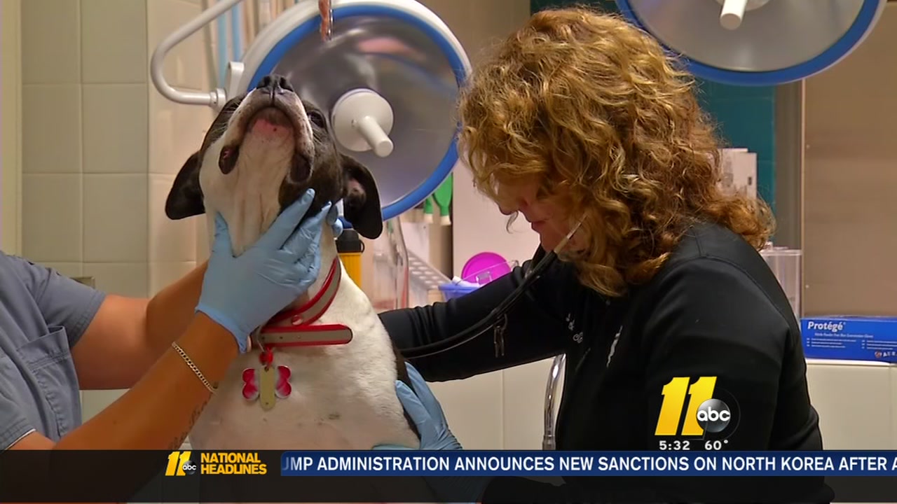 Raleigh veterianarians urge pet owners to protect dogs against dog flu