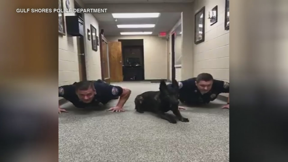 VIDEO: K9 does push-ups alongside officers