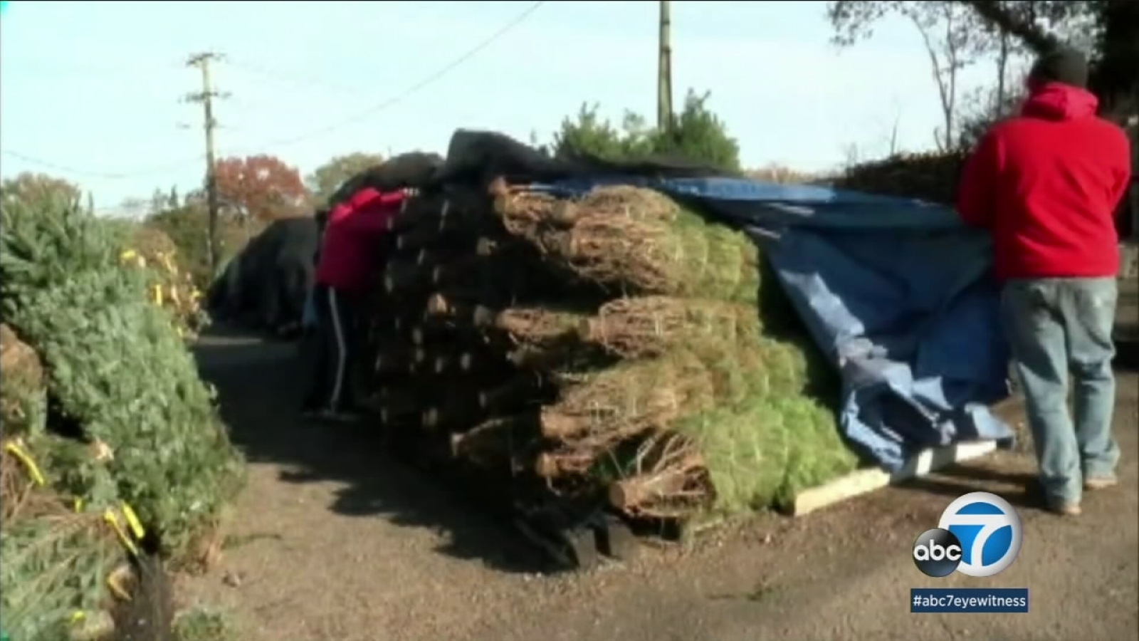 Christmas trees to see price hike due to shortage ABC7 Los Angeles
