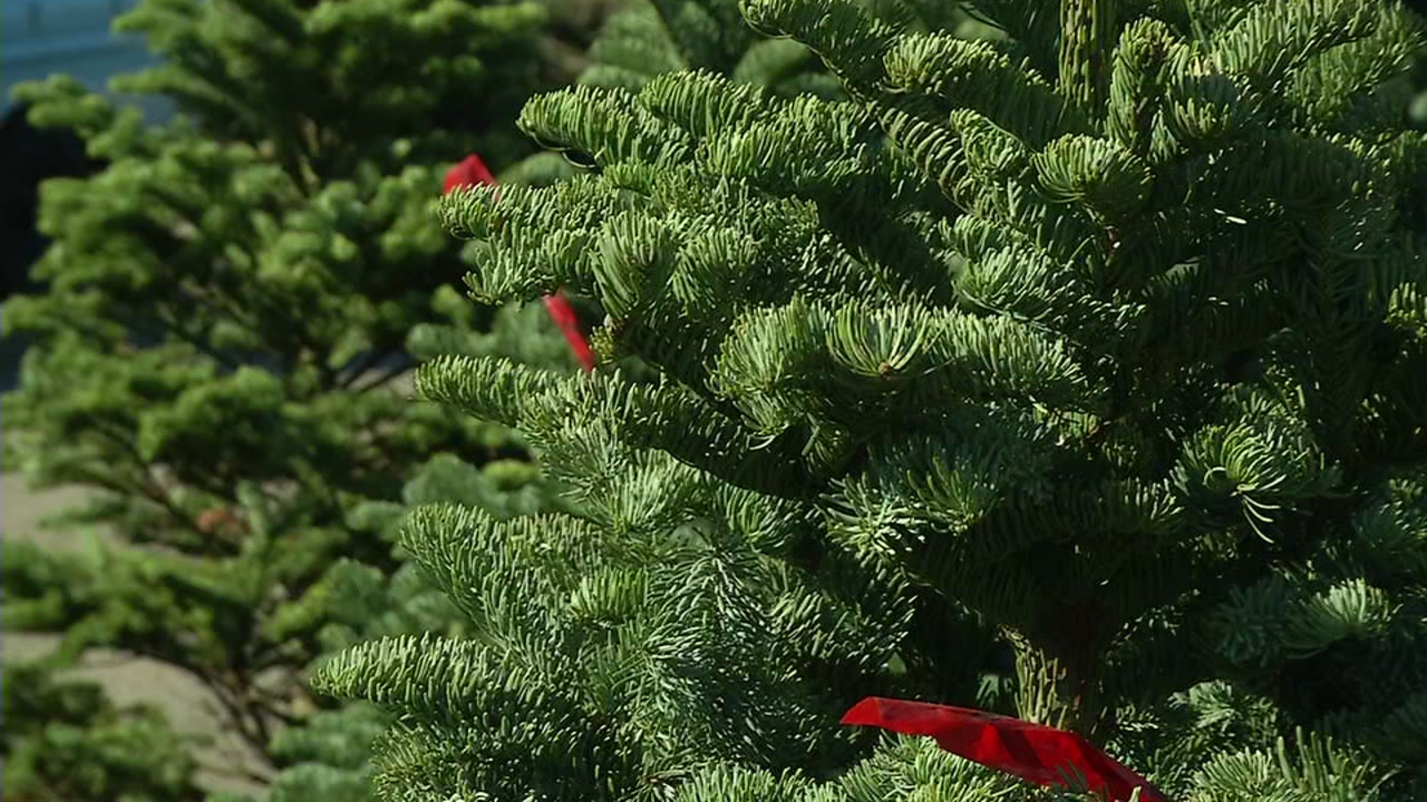 Your Christmas tree could be infested with thousands of bugs ABC7 San