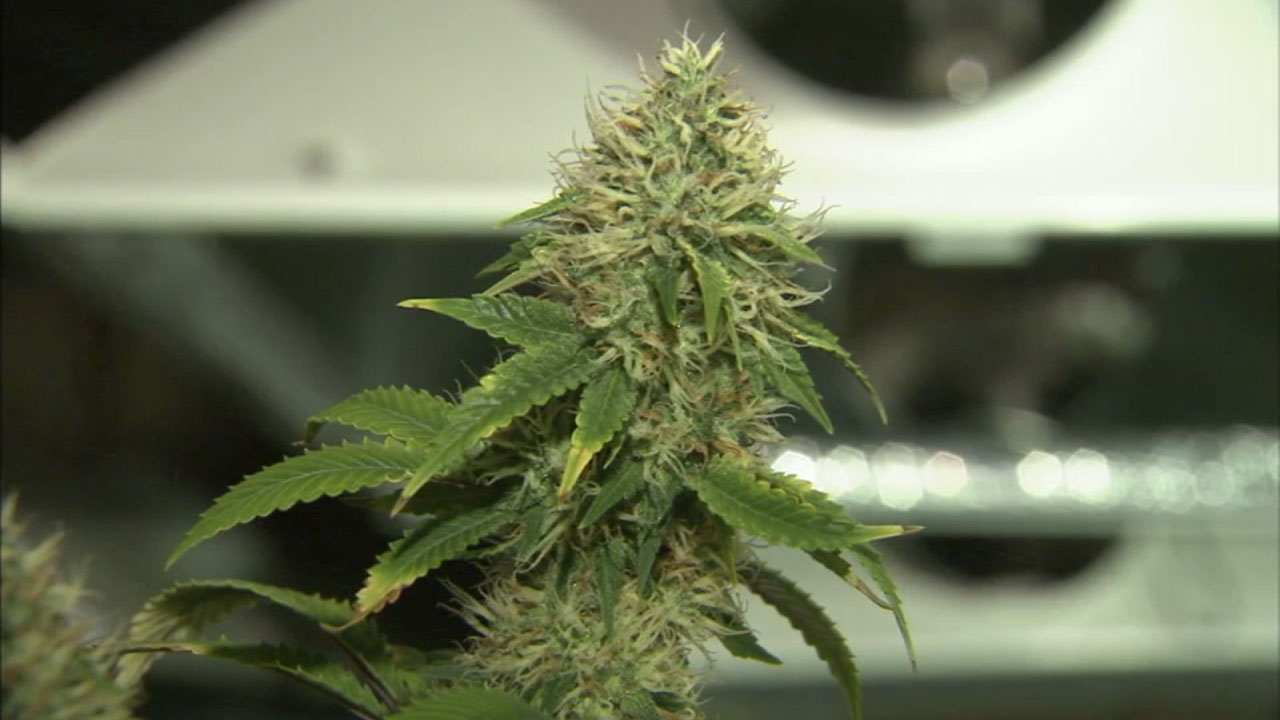 Pot licensing workshop held in OC to educate potential growers