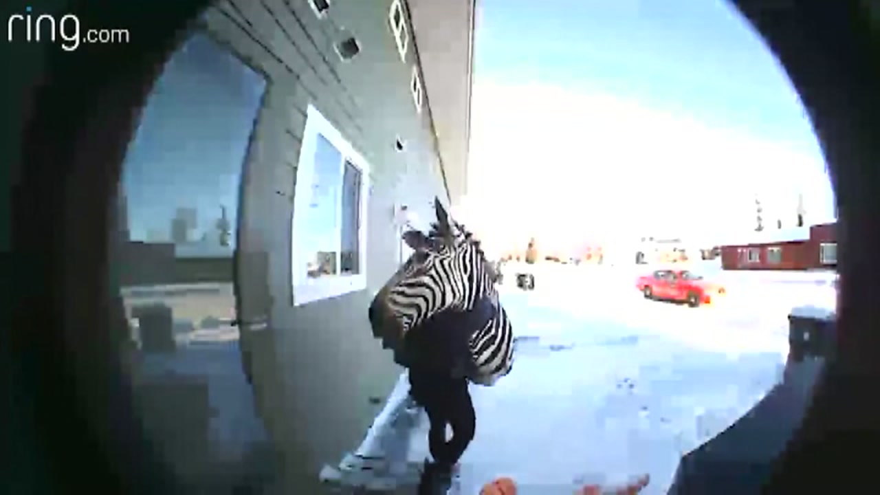 Woman stealing zebra head caught on video