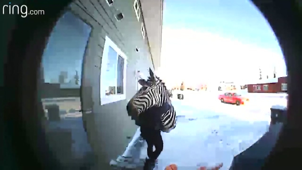 Woman stealing zebra head caught on video