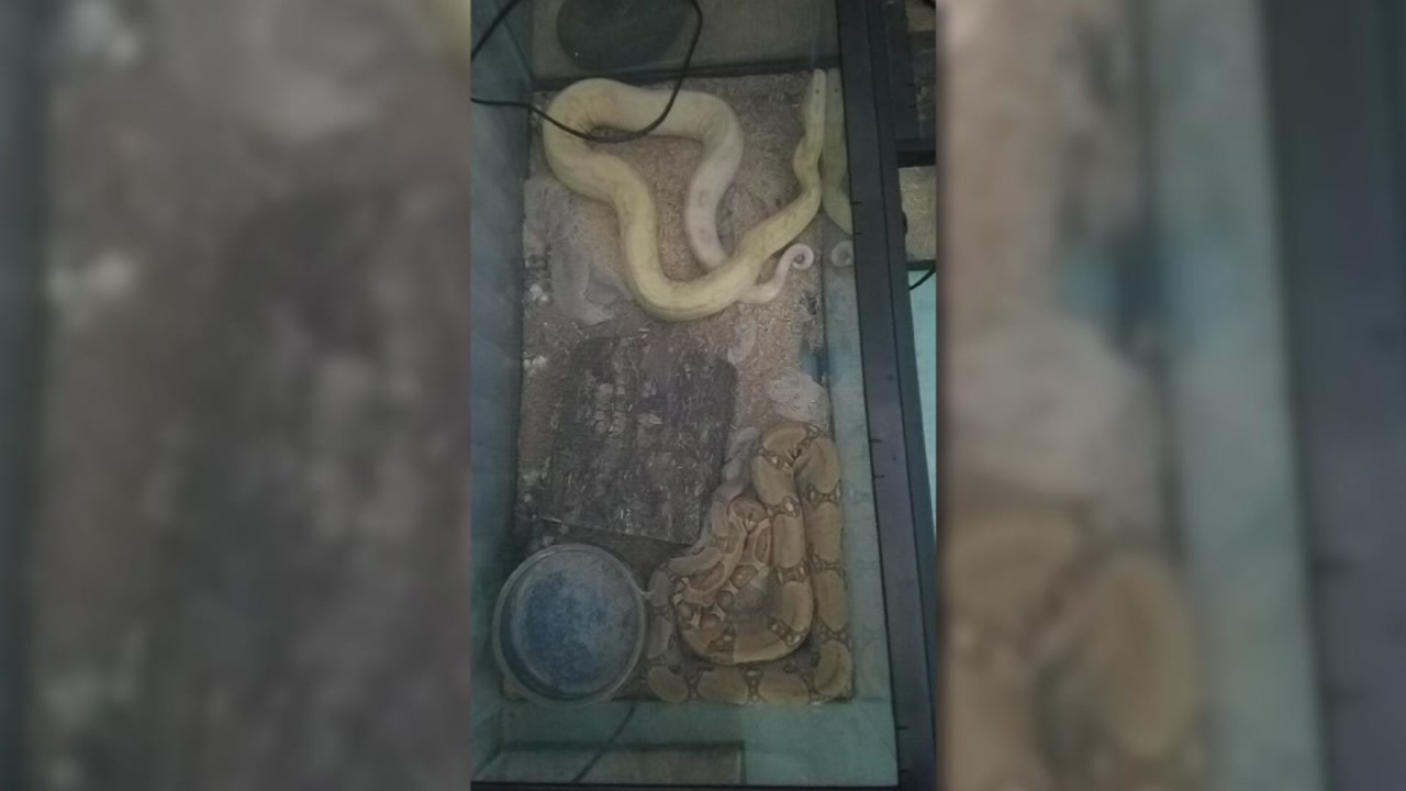 Exotic pets found in storage unit