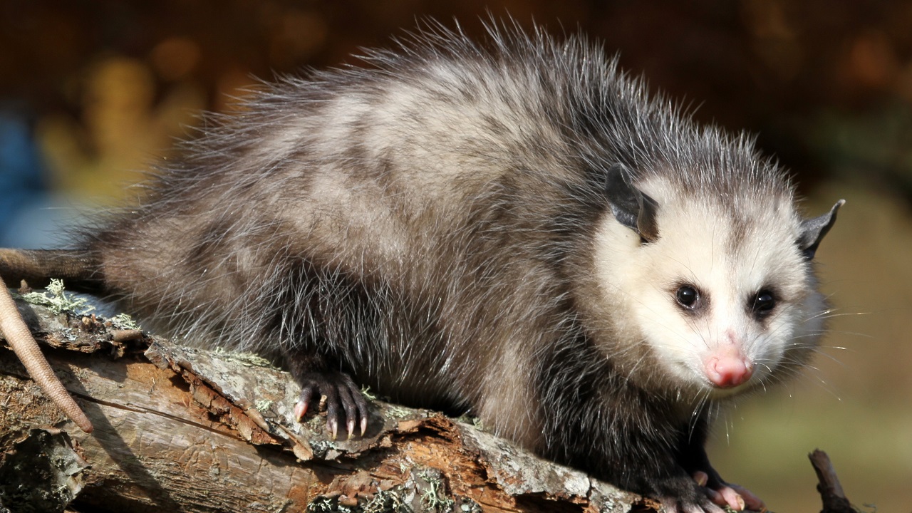 Woman picks up an Opossum in a Brooklyn Bar and carries it outside