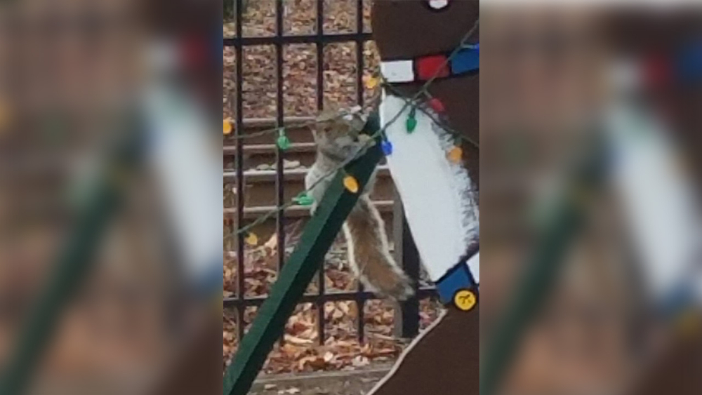 Squirrel held responsible for Christmas light damage in New Jersey