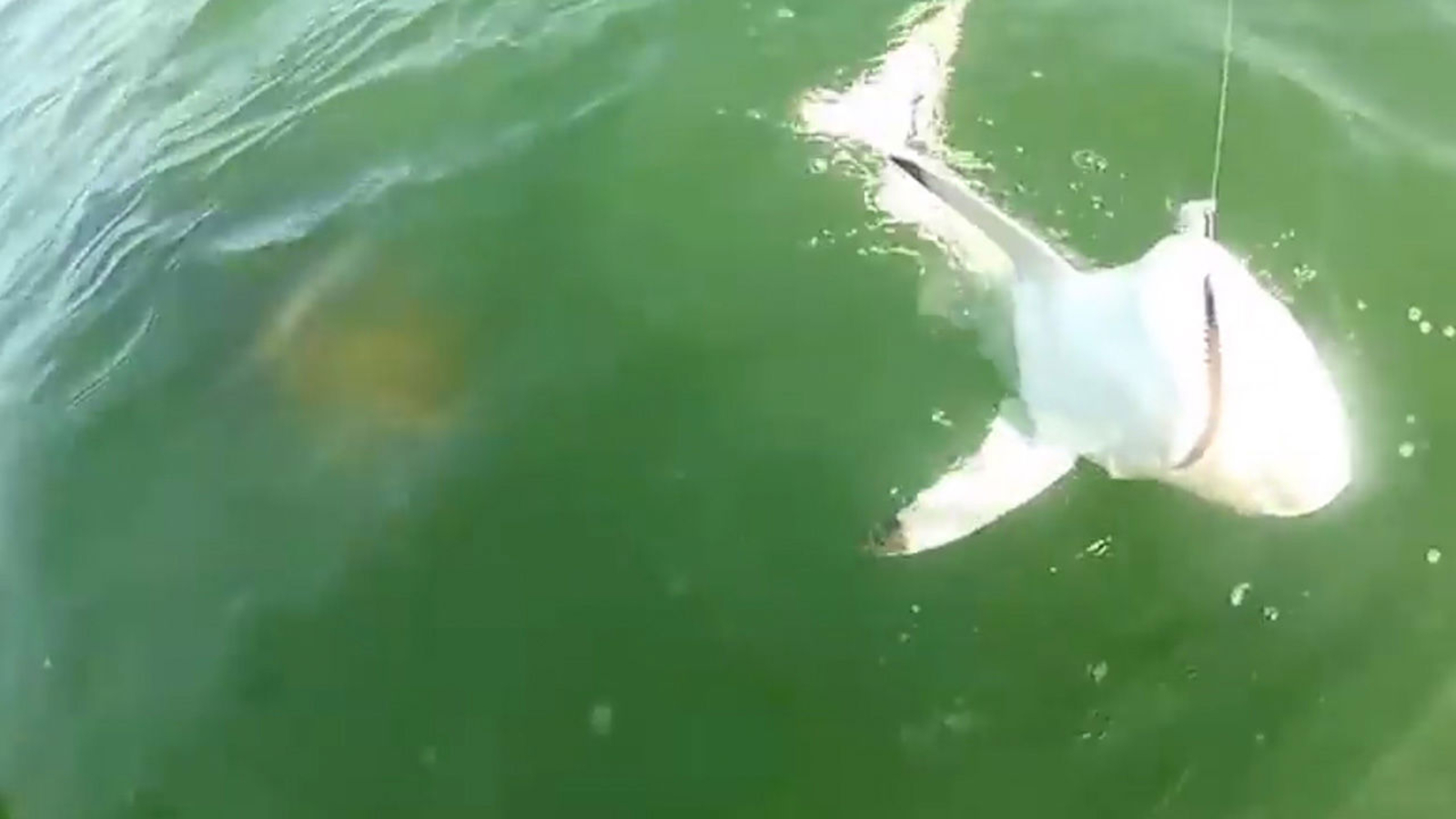 Stunning video of a shark getting eaten by a grouper fish - 6abc