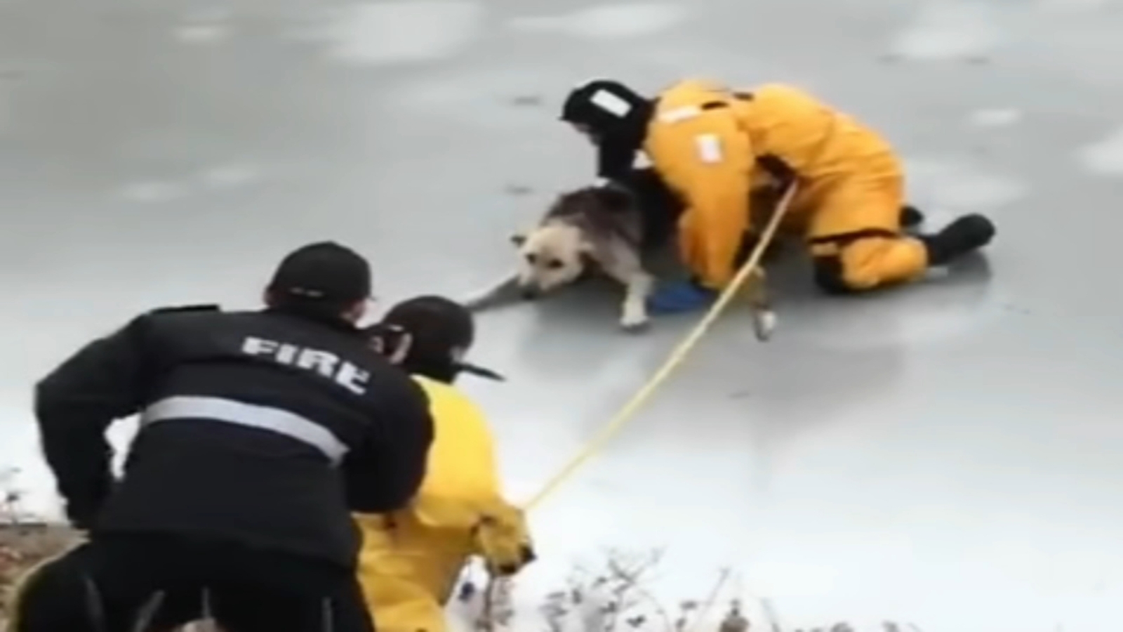 Dog on thin ice rescued by firefighters in Canada 6abc Philadelphia