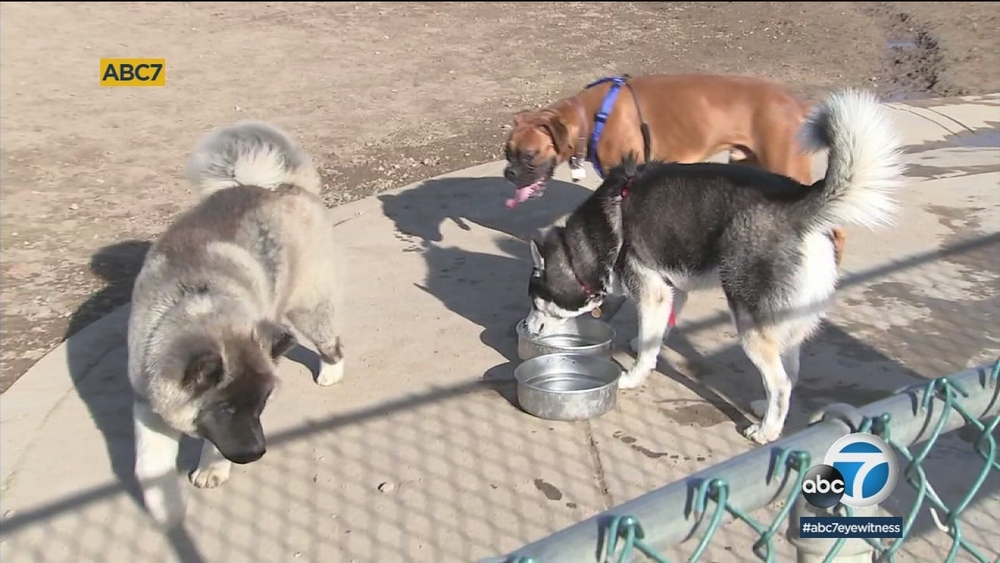 Distemper, dangerous virus to dogs, on the rise in South Bay