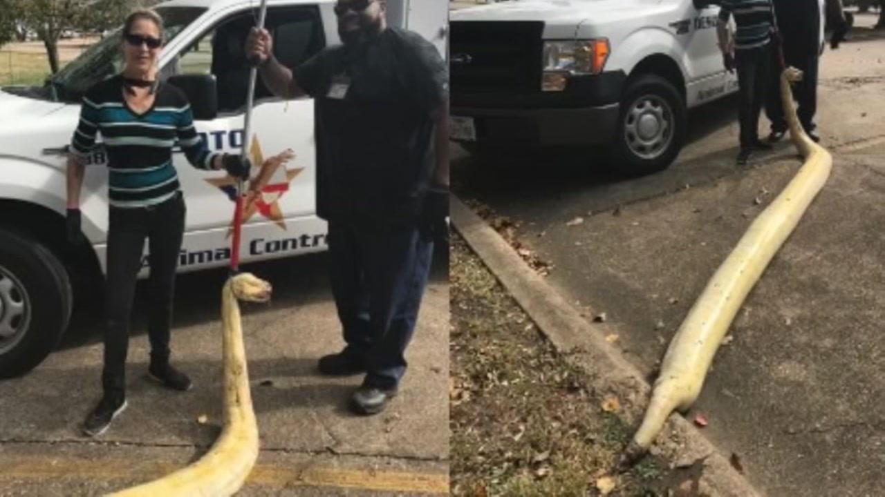 Animal control officers find gigantic snake in DeSoto
