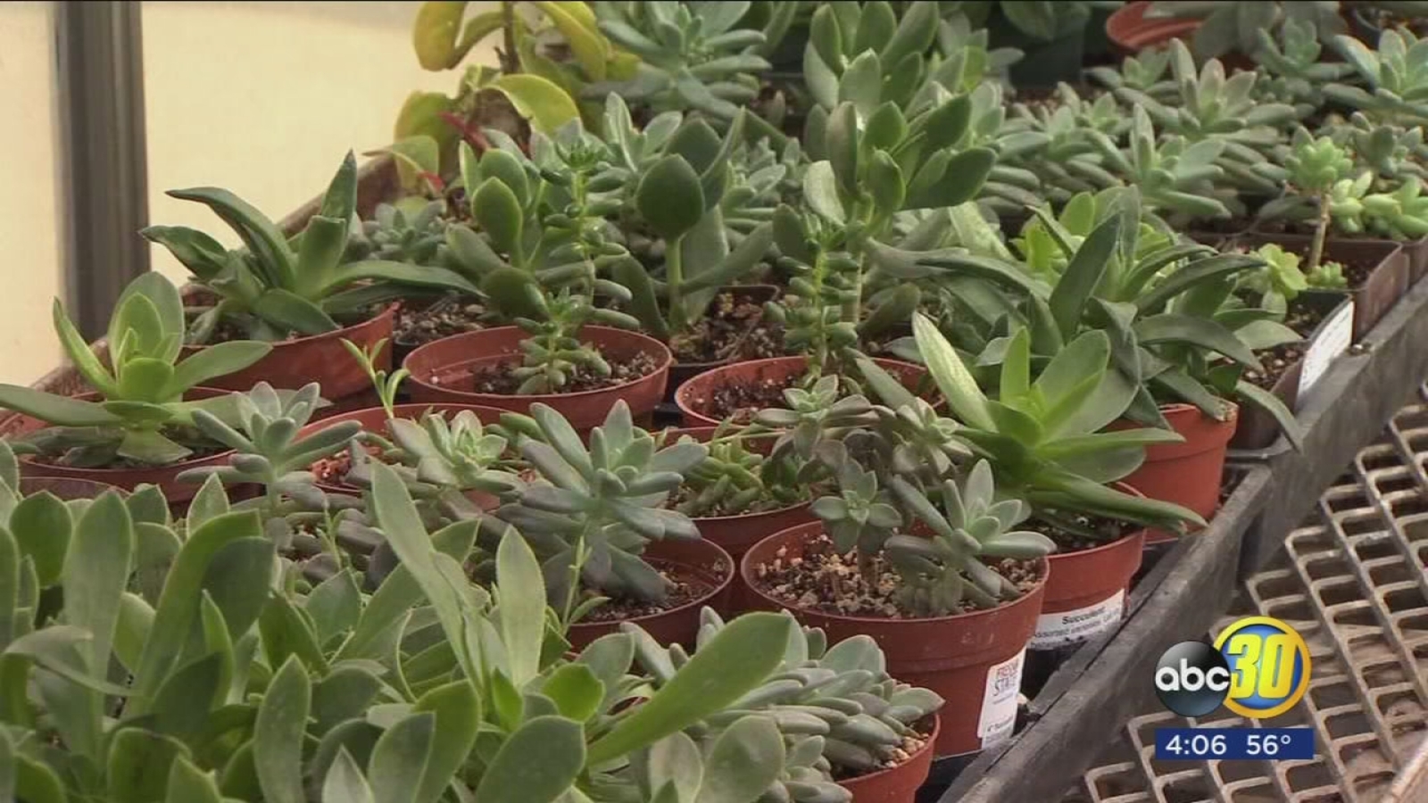 How to protect your property, pets and plants from the freeze ABC30