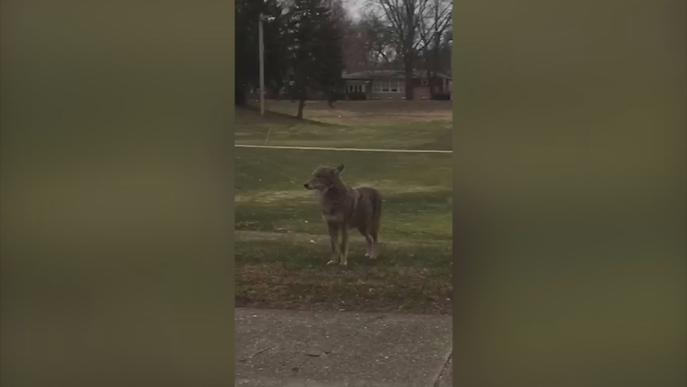 Coyotes spotted as kids walk to school in Arlington Heights