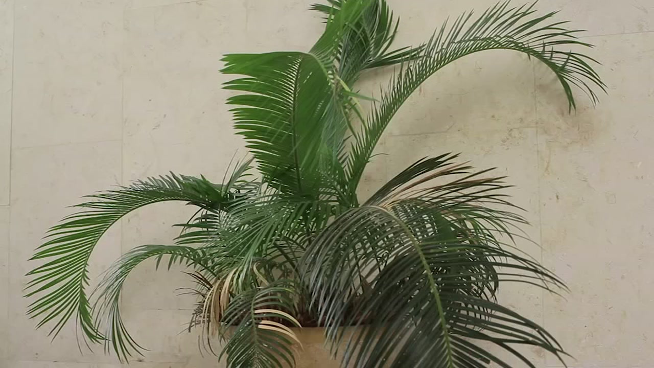 How to protect your plants from frost