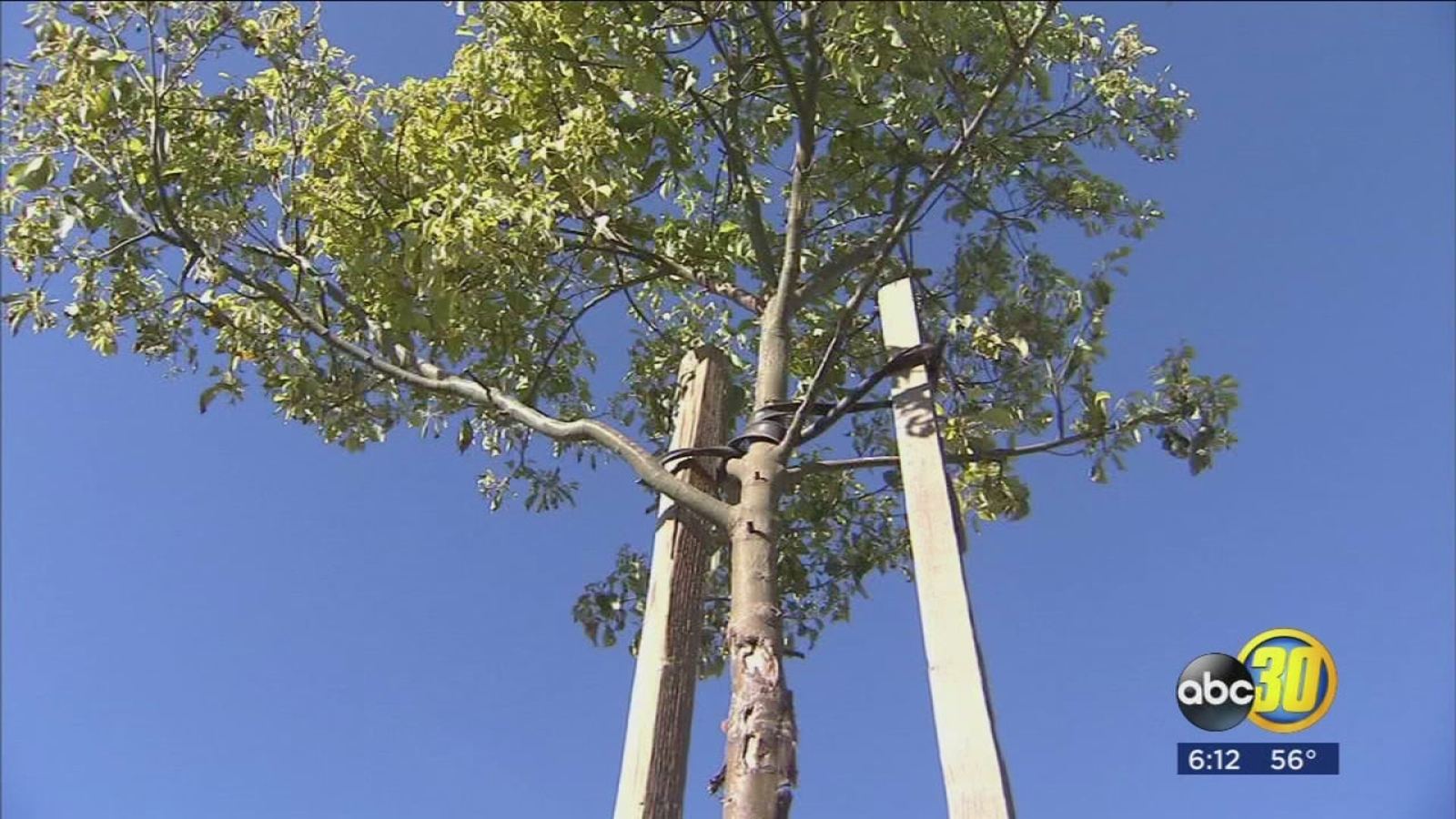 Tree Fresno's Tribute Tree Program sells trees to honor people ABC30