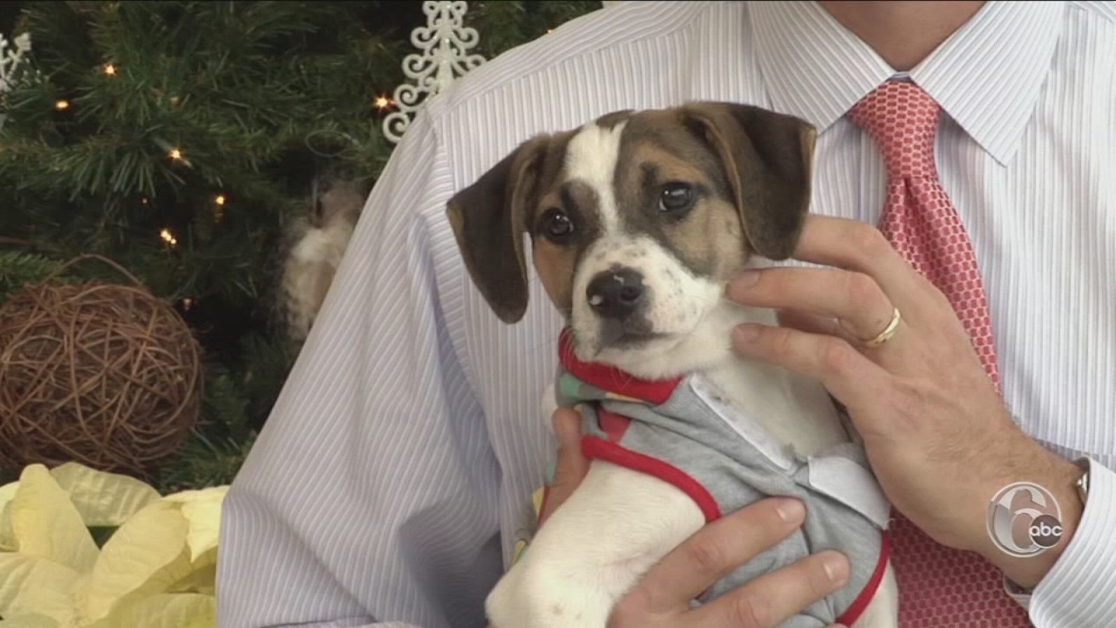 Shelter Me Providence Animal Center FYI Philly 6abc Philadelphia