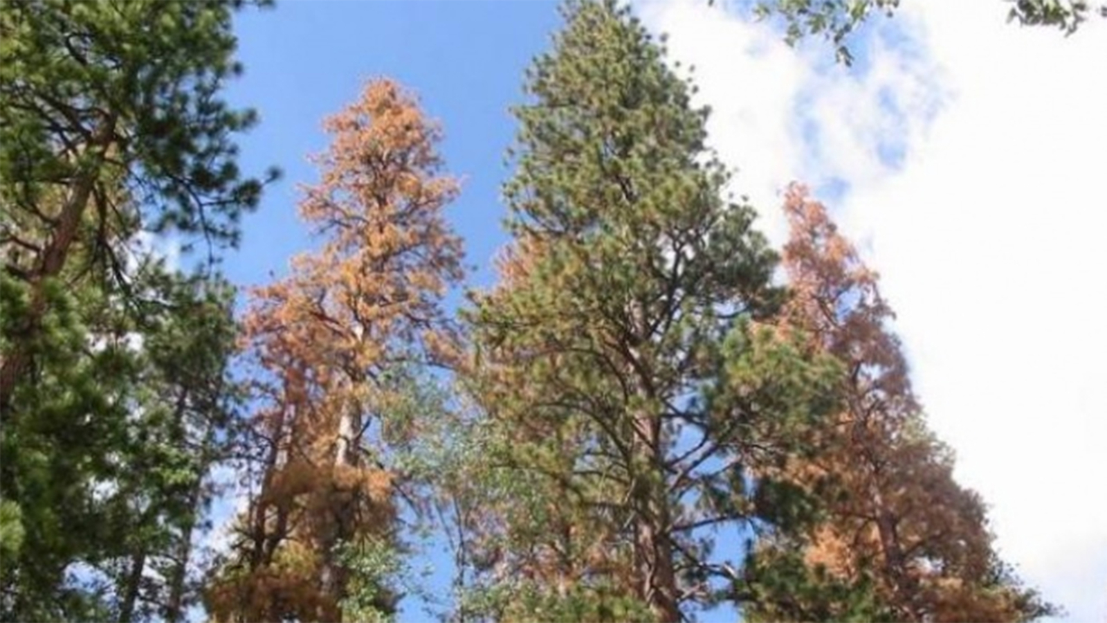 Record 129 million trees dead in California due to drought, bark beetle ABC30 Fresno